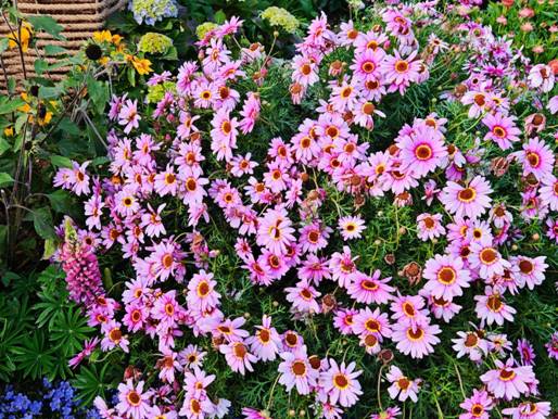 羊芙蓉1