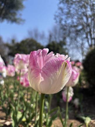 陈红梅4
