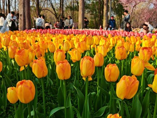 羊芙蓉2