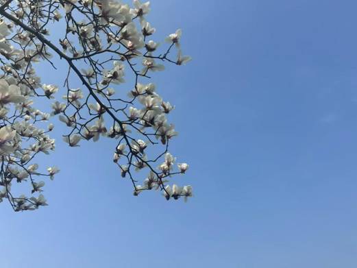 王娅